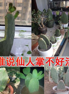 仙人掌科黄大刺仙人掌盆栽嫁接蟹爪兰多肉植物米邦塔叶片可扦插