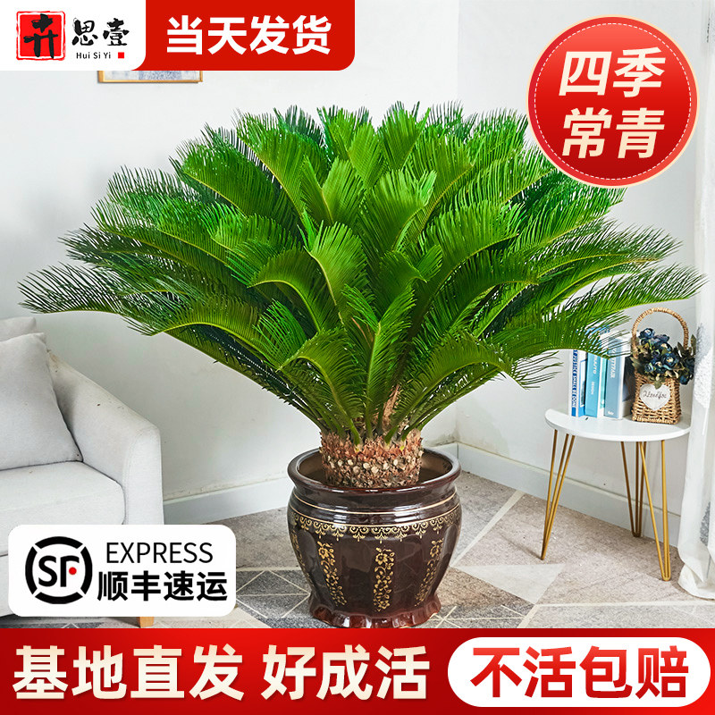 大盆铁树盆栽大型龙铁树绿植盆景客厅室内旺宅树苗树木植物除甲醛