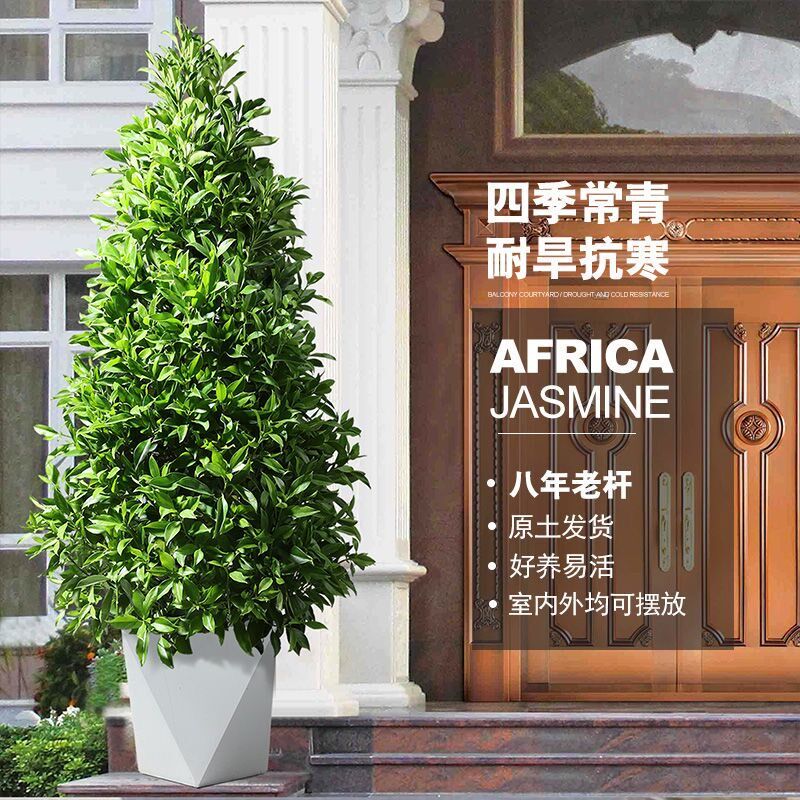 非洲茉莉盆栽树苗室内客厅落地式绿植室内大盆栽真花植物净化空气