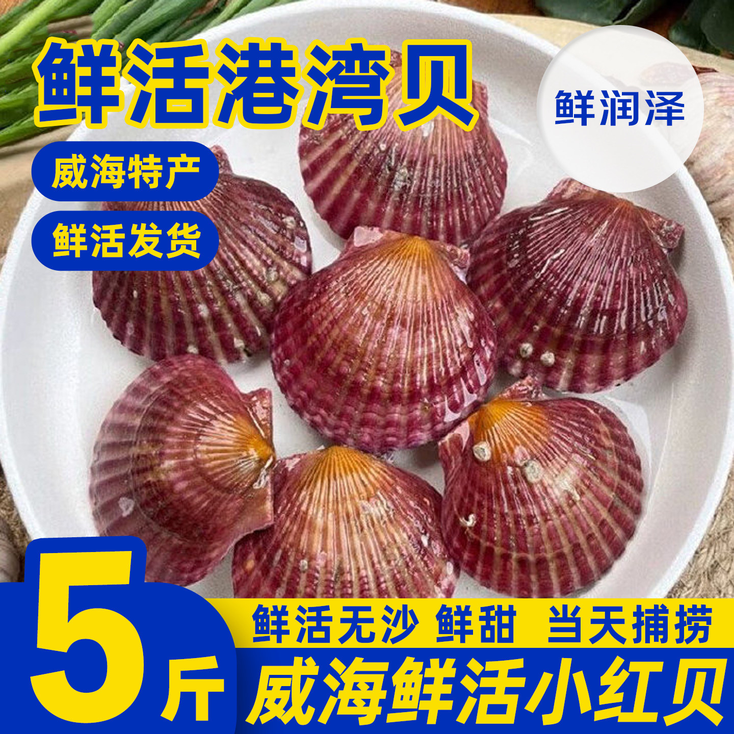 扇贝鲜活刺贝小红贝海鲜夏夷贝港湾贝夏夷贝火锅烧烤食材水产大全