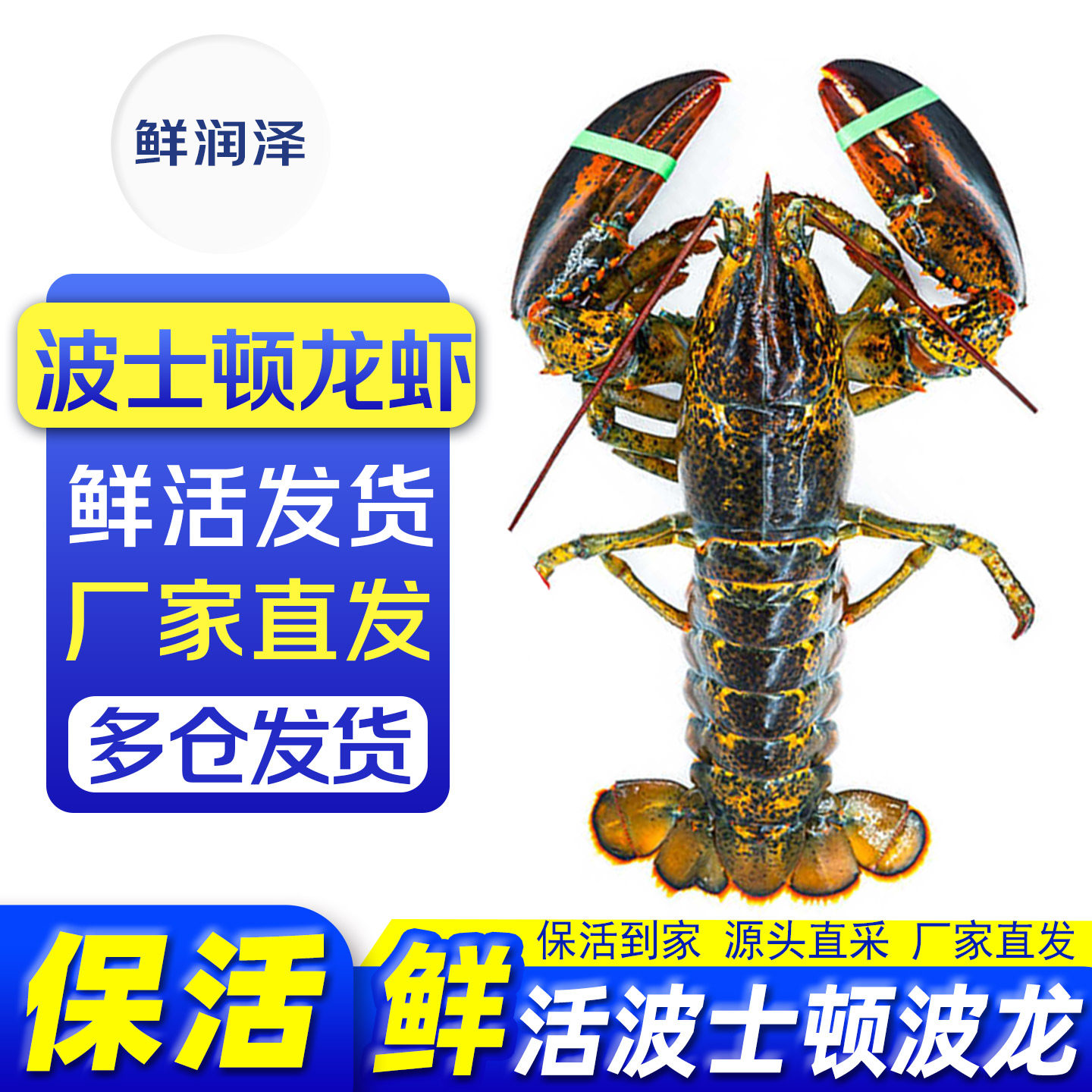 鲜润泽【保活到家】鲜活波龙加拿大龙虾大龙虾波士顿龙虾