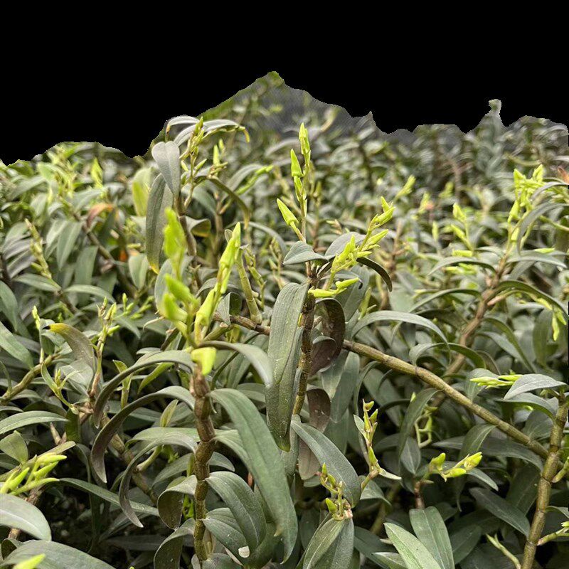 铁皮石斛三年苗称斤可食用型绿植花卉