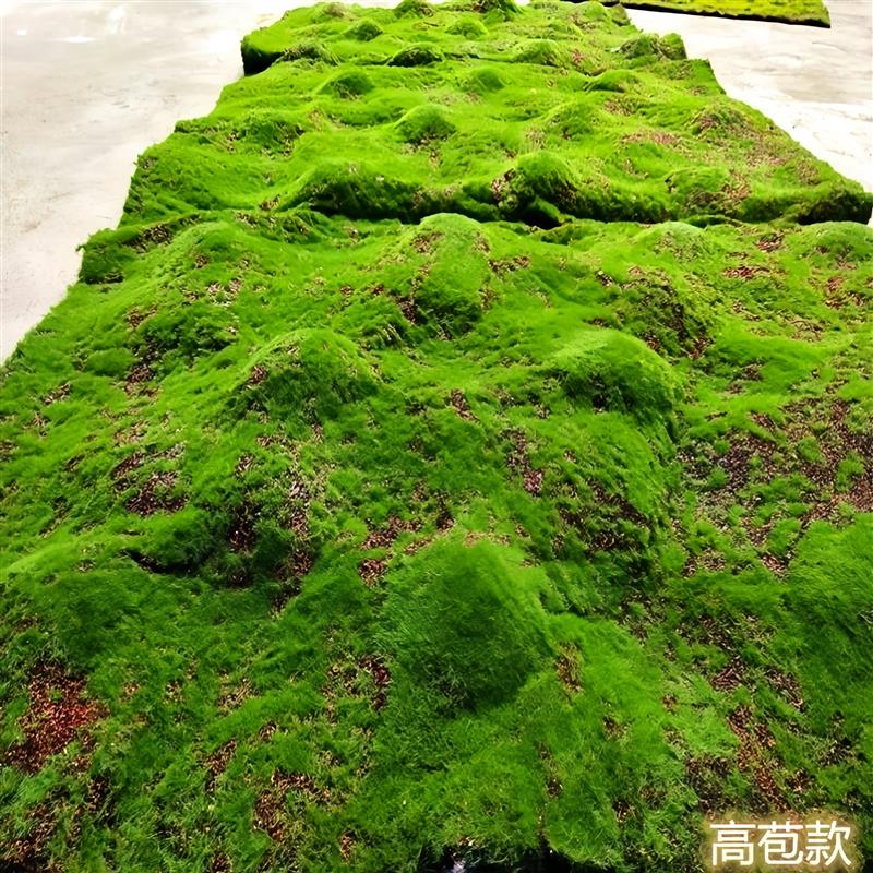 仿真苔藓地毯青苔草皮草坪商场墙贴花墙植物墙盆景盆栽假苔藓橱窗