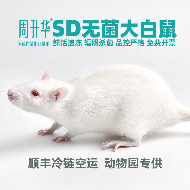 无菌SD大白鼠活鼠速冻乌龟蜥蜴蟒鳄龟鳄鱼角蛙动物宠物蛇爬宠食物图片