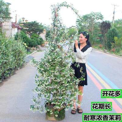 风车茉莉爬藤植物老桩大苗庭院阳台垂丝络石藤盆栽浓香花卉四季青