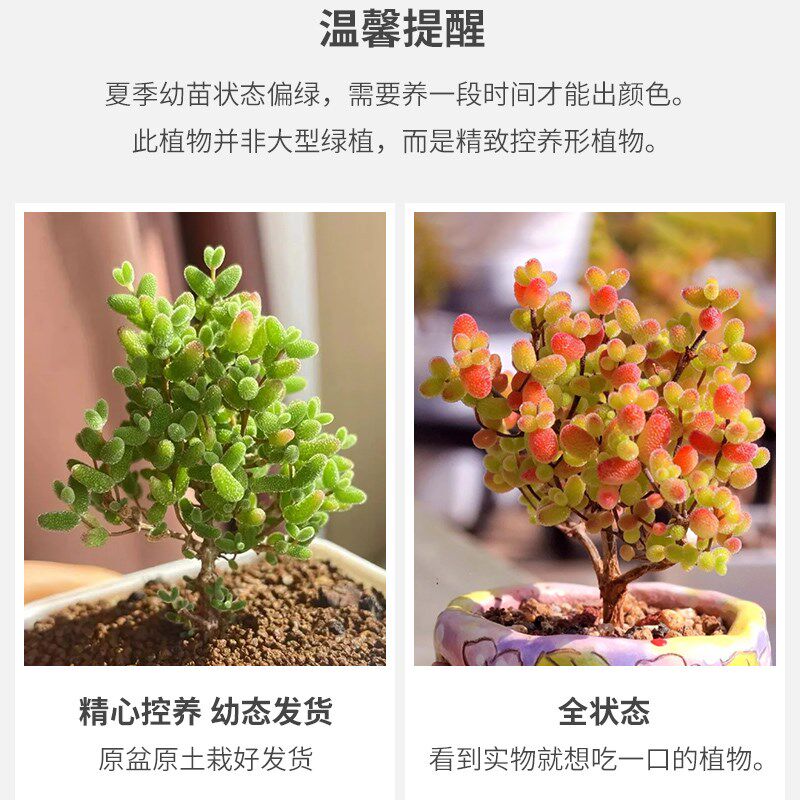 糖球枝干番杏多肉植物花卉高端小盆栽稀有品种名贵精品绿植好养活