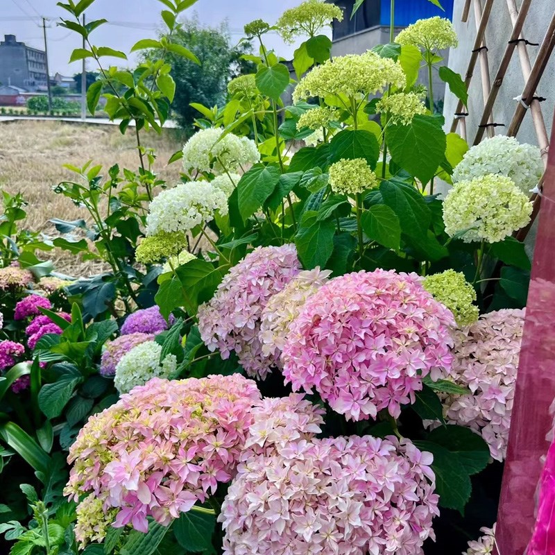 绣球花苗无尽夏四季开花花手鞠盆栽带花庭院花卉室内植物花带花苞