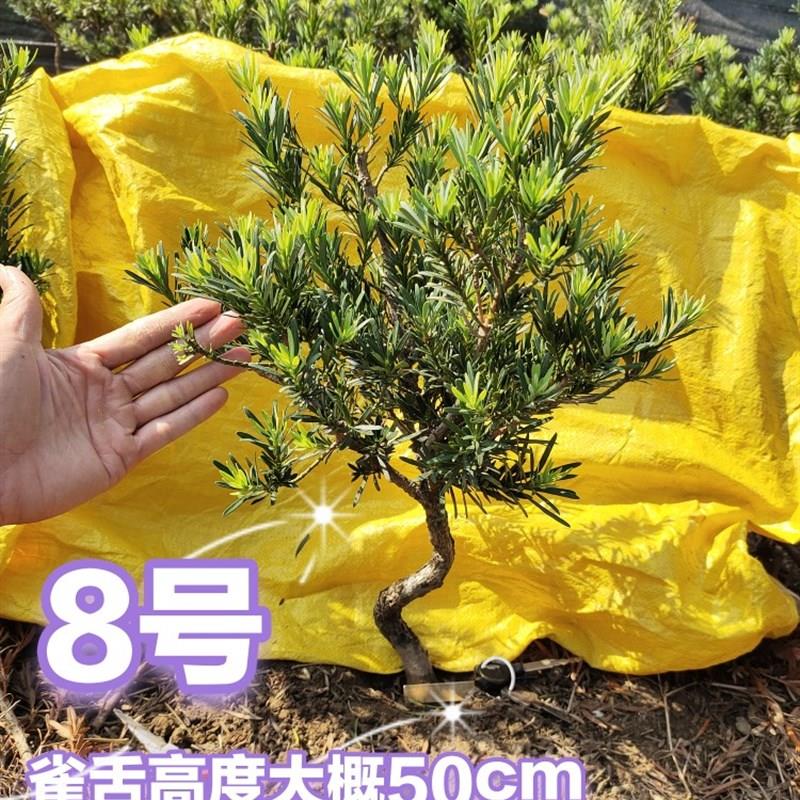 罗汉松一物一拍,选图发货,树桩造型树苗金钻米叶雀舌红芽绿植