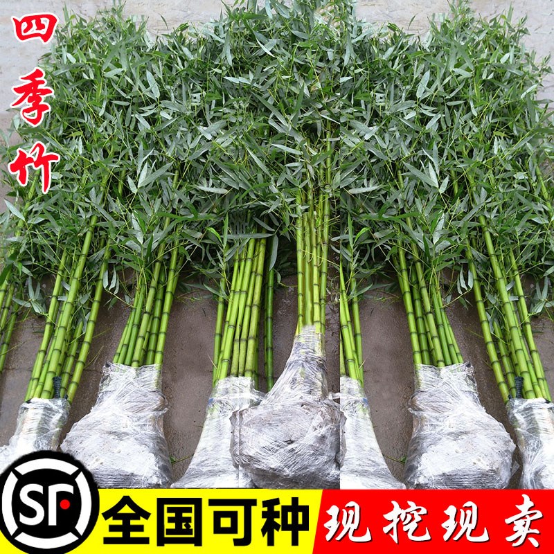 竹子苗庭院竹苗四季常青竹耐寒耐旱四季竹花园植物竹子盆栽观赏竹