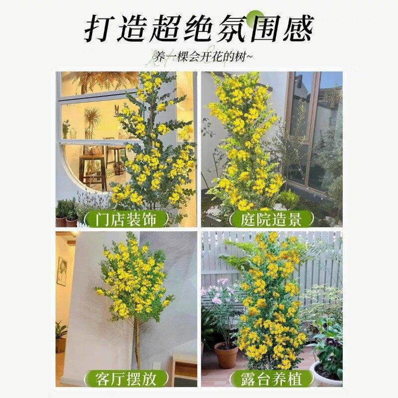 银叶金合欢盆栽室内外大型花卉绿植阳台庭院花园种植造景绿化树苗