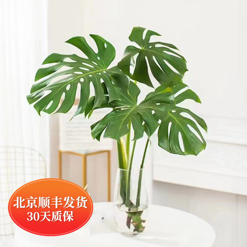 水培植物好养室内水养龟背竹水生植物吸甲醛净化空气办公室客厅绿
