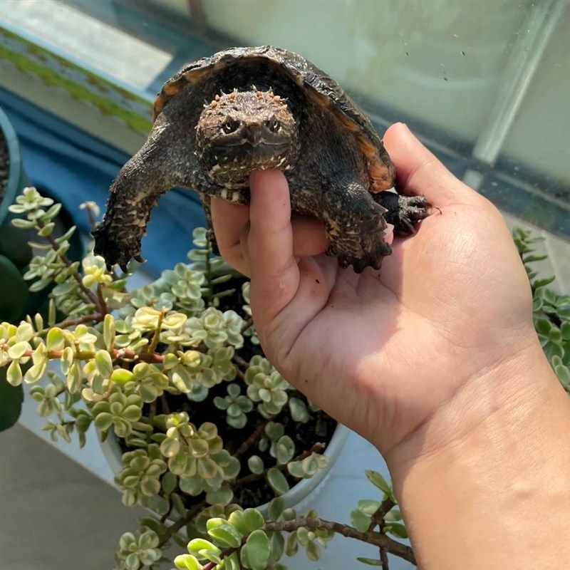 可以长大鳄龟苗乌龟活体原种真北美小鳄龟暴刺纯杂佛观赏深水宠物