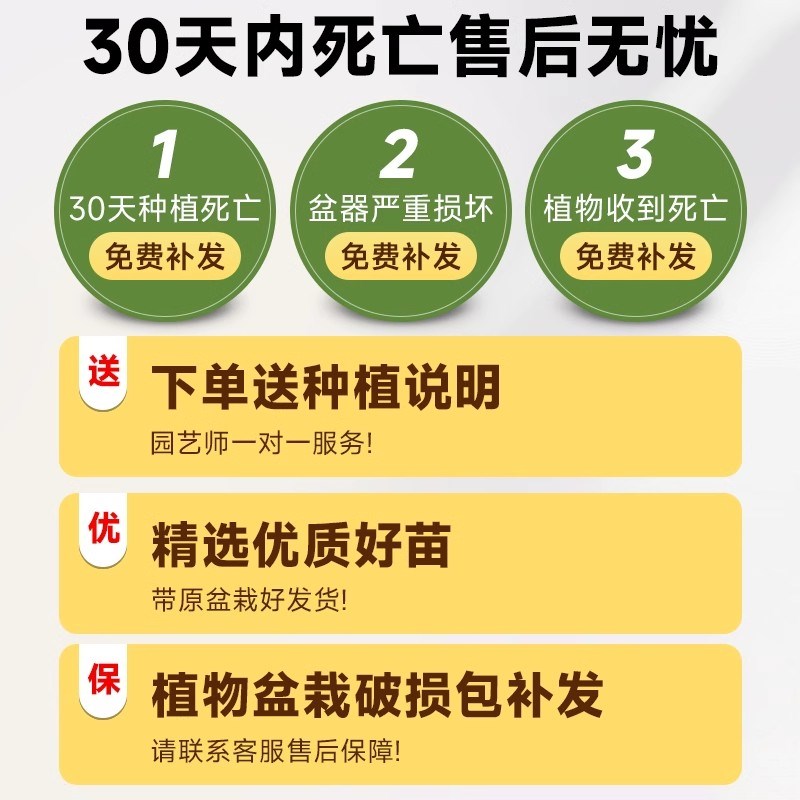 金钱榕室内大型绿植客厅摇钱树盆栽办公室乔迁新居植物盆景招财树