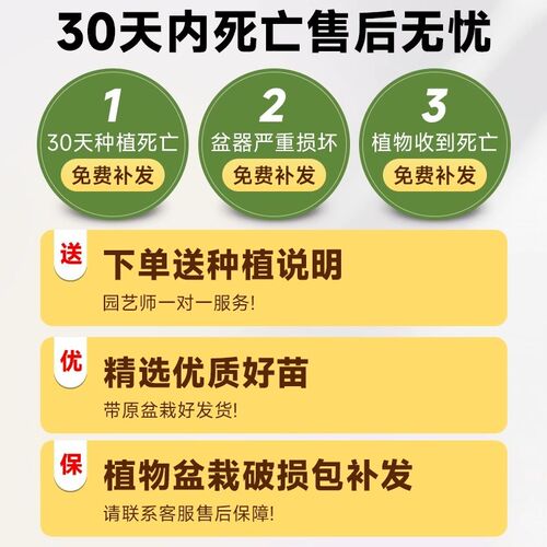 金钱榕室内大型绿植客厅摇钱树盆栽办公室乔迁新居植物盆景招财树
