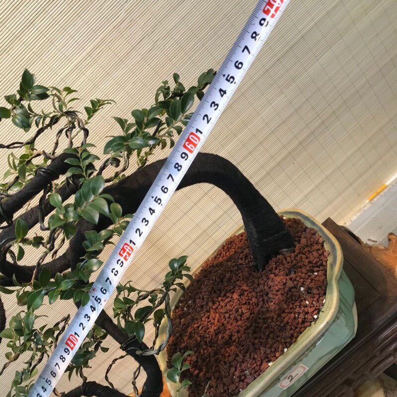 小叶紫檀树盆景室内阳台黑骨香盆栽熟桩老桩植物花卉耐寒四季常青