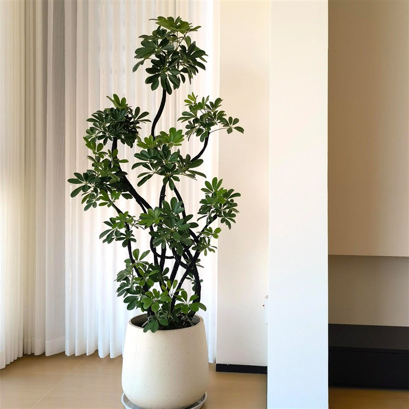 造型鸭脚木客厅大盆栽鸭掌木招财树绿植室内大型四季常绿植高级感
