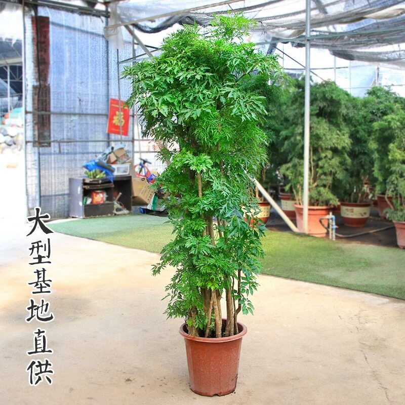 福禄桐盆栽室内大型绿植高级感客厅落地植物金钱兜羽叶好养招财
