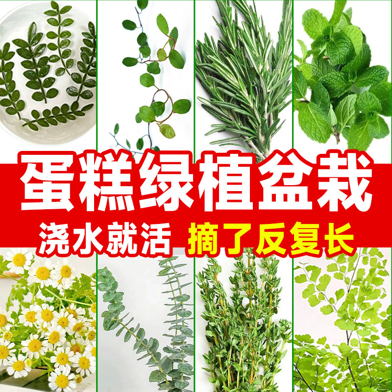 蛋糕装饰绿植盆栽千叶吊兰烘焙植物可食用清香木摆盘花草四季常青图片