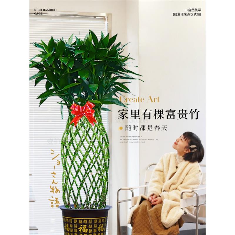 富贵竹水培植物富贵竹笼盆栽造型大型绿植办公室桌面乔迁送礼开业