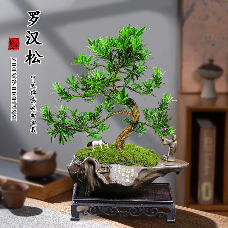 造型罗汉松盆景室内绿植中国风盆栽办公书房客厅好养桌面摆件送礼