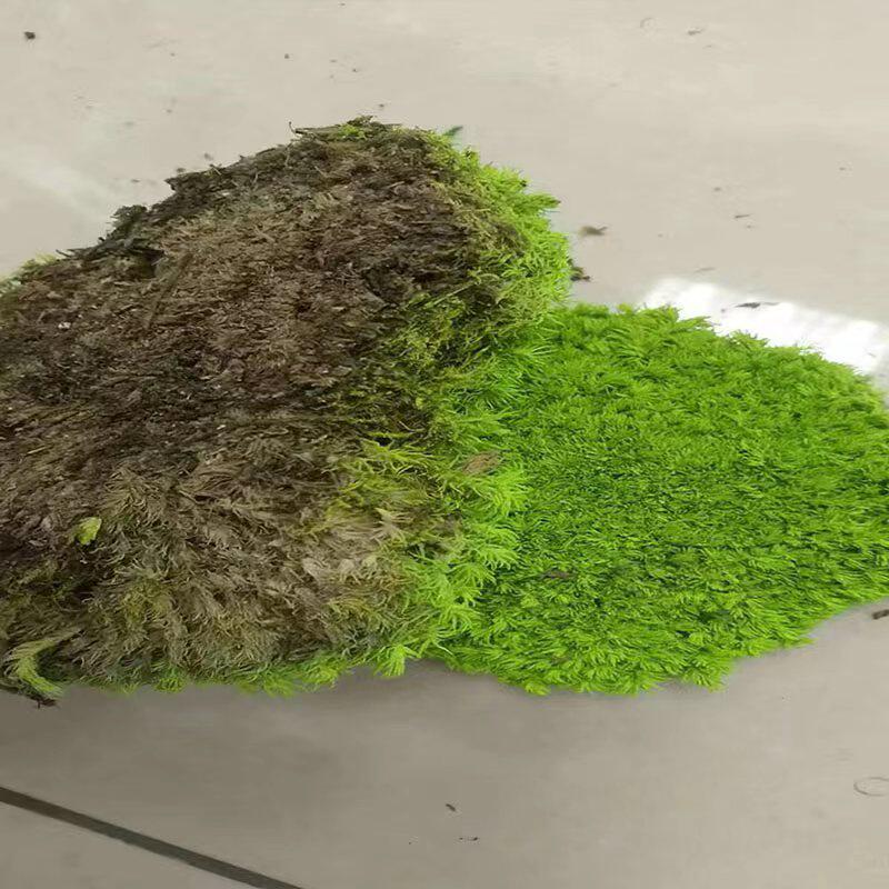 永生苔藓植物墙 室内墙面软装 工程墙铺面造景仿真青苔白发大灰藓