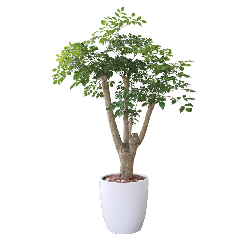 大型绿植盆栽富贵树幌伞枫幸福树老桩植物客厅办公室前台观叶昆明