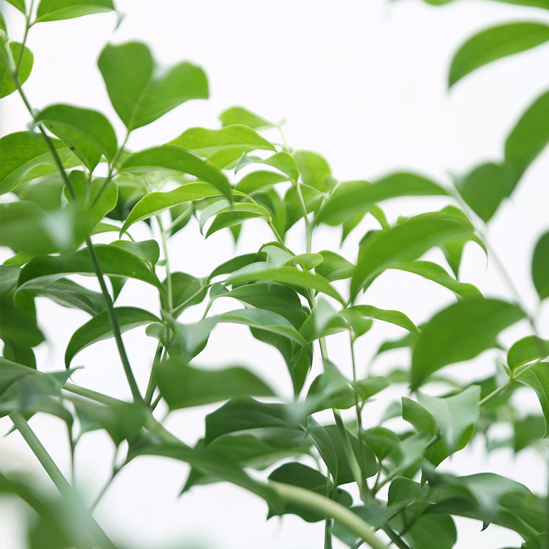 老桩幸福树大型室内植物北欧风格盆栽净化空气吸甲醛网红大型绿植