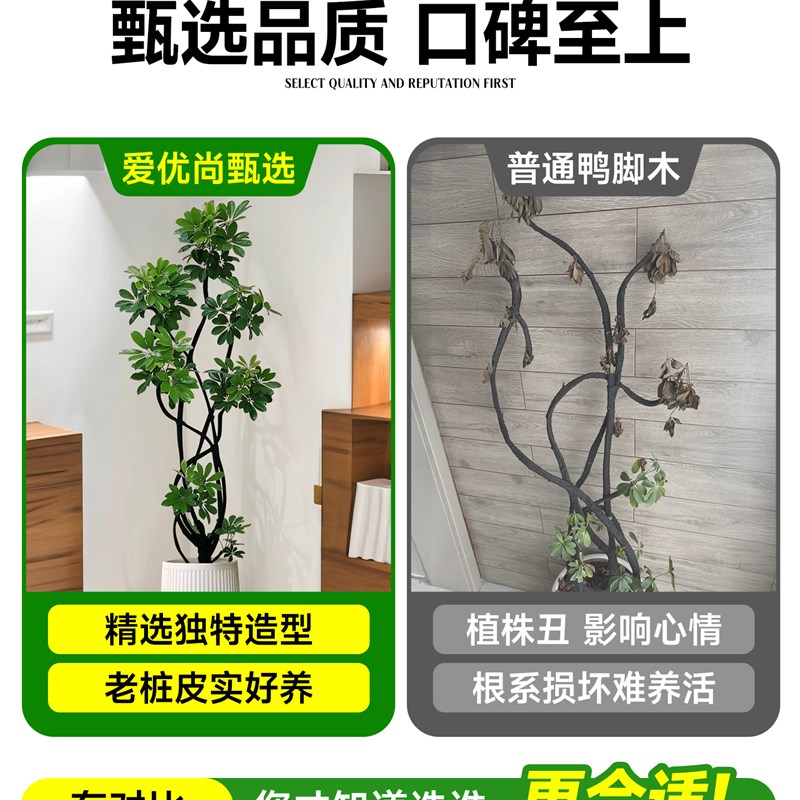 鸭脚木客厅落地式高级感大盆栽植物大绿植鹅掌柴造型款八方来财植