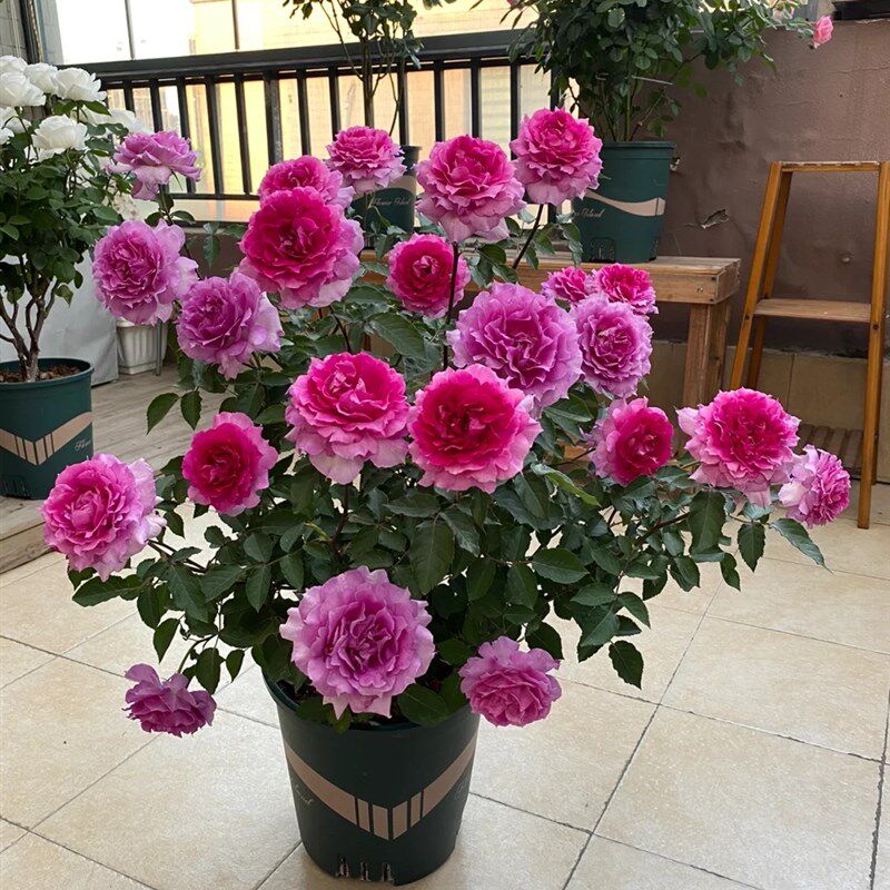 灌木欧月黑巴克月季大苗玫瑰花苗盆栽大花欧月浓香阳台花卉