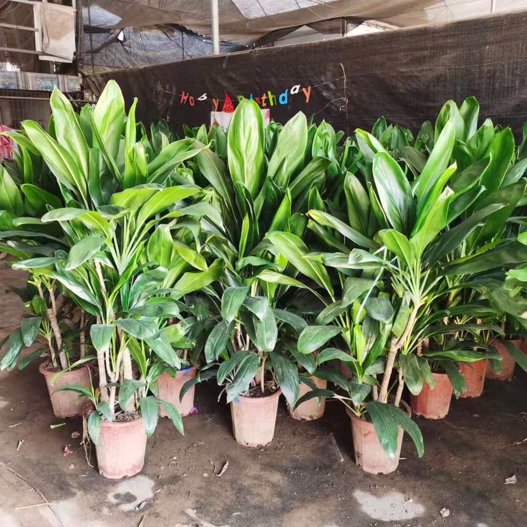 青铁大型盆栽铁树室内绿植四季青千年木绿植盆景观叶吸甲醛螺纹铁