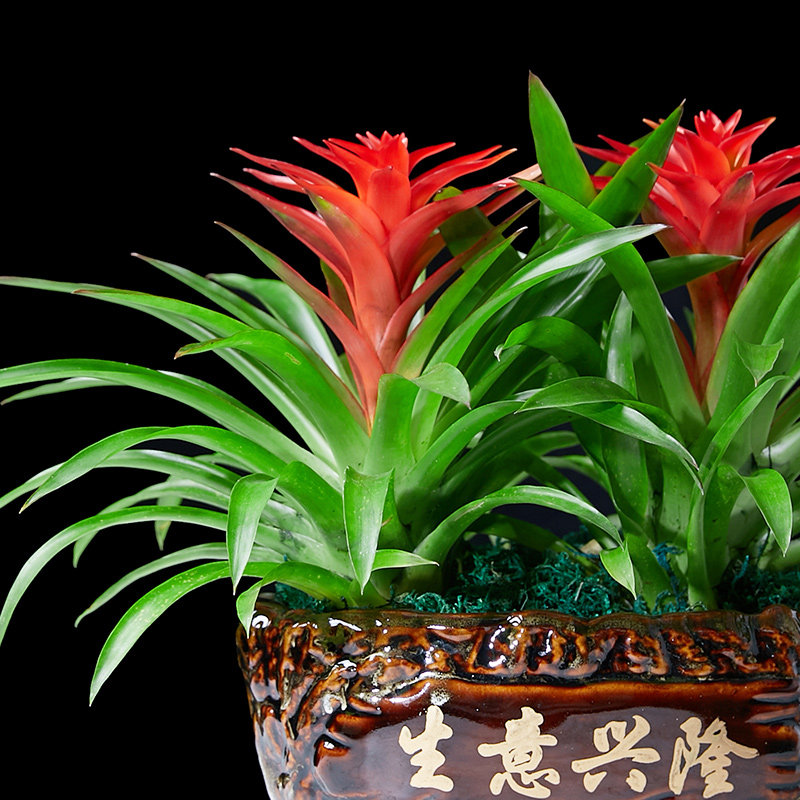 鸿运当头盆栽花卉植物室内花客厅四季开花好养活凤梨水培绿植阳台