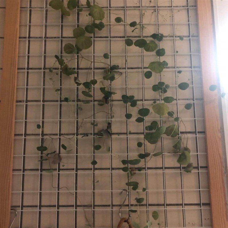 山乌龟爬藤木质网格月季蔷薇藤蔓上墙园艺花卉装饰手工作品植物架