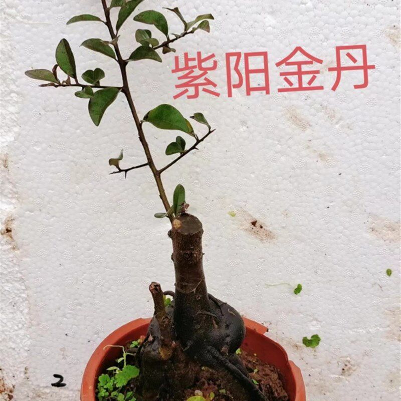 金撢子品种桩 盆景正品观叶观花观果植物一物一拍泸州原盆包邮