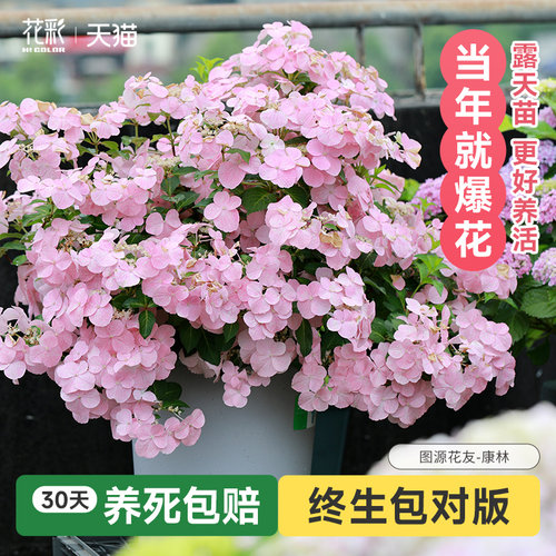 粉色白色落跑新娘绣球粉色白色逃跑新娘耐晒藤本绣球花苗大苗小苗