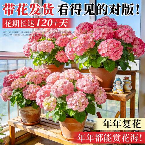 绣球花盆栽带花苞无尽夏花苗花卉四季鲜花阳台庭院室内绿植物开花