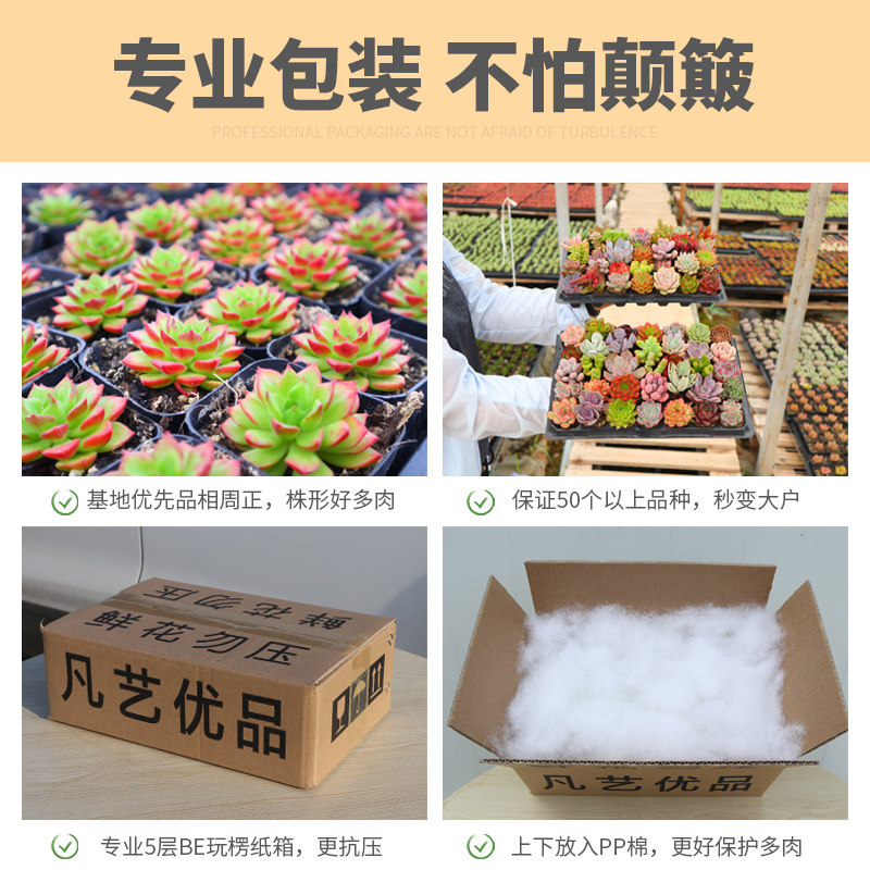 多肉植物组合盆栽稀有品种肉肉植物超萌套餐花卉绿植包邮含盆送土