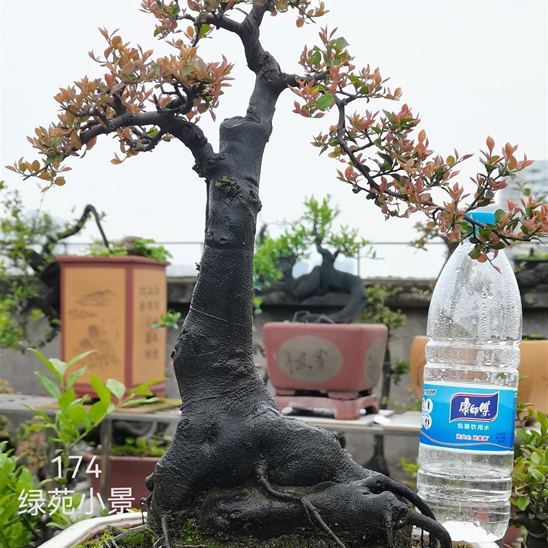 重庆金弹子盆景小叶血红果 小品,品种包邮