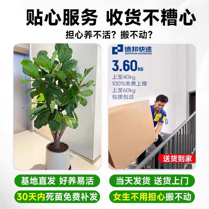 老桩琴叶榕客厅绿植落地大盆栽办公室大棵大叶室内大型好养植物