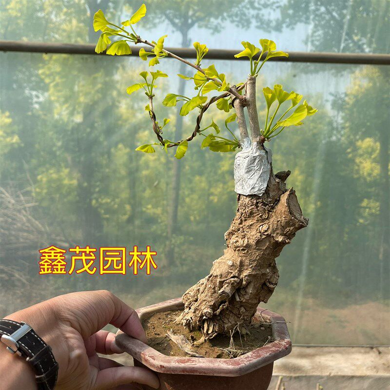 银杏盆景办公桌盆栽金叶银杏小苗造型银杏树包邮