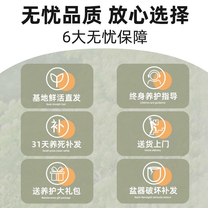 玉麒麟仙人掌盆栽植物室内客厅绿植多肉仙人柱耐寒懒人造景庭院