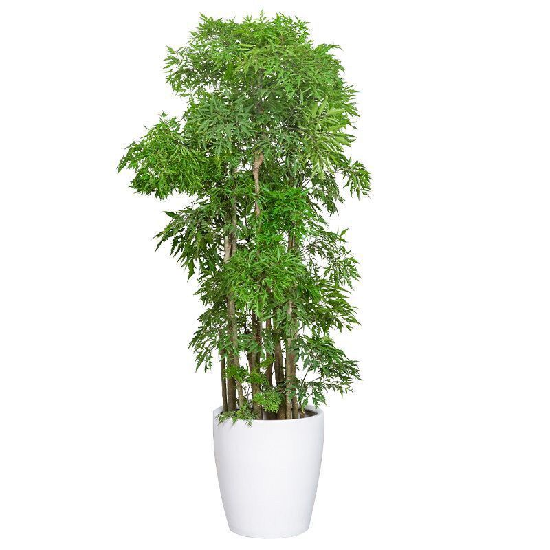 羽叶福禄桐盆栽室内大型绿植金钱兜老桩客厅招财植物开业送礼盆景