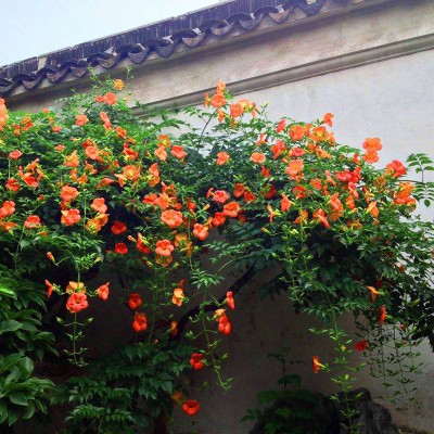 凌霄花盆栽地栽庭院围墙耐寒净化空气爬藤植物