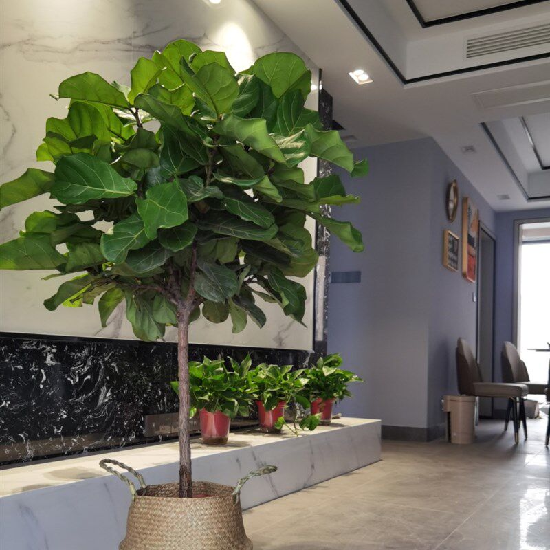 琴叶榕大型观叶植物 室内防辐射绿植盆栽 含瓷盆