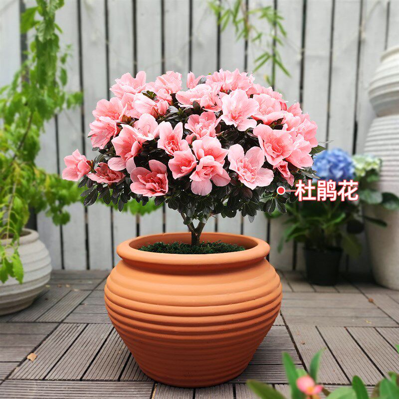 特价大口径红陶土花盆阳台种花景观盆栽户外园林庭院仿古老式透气