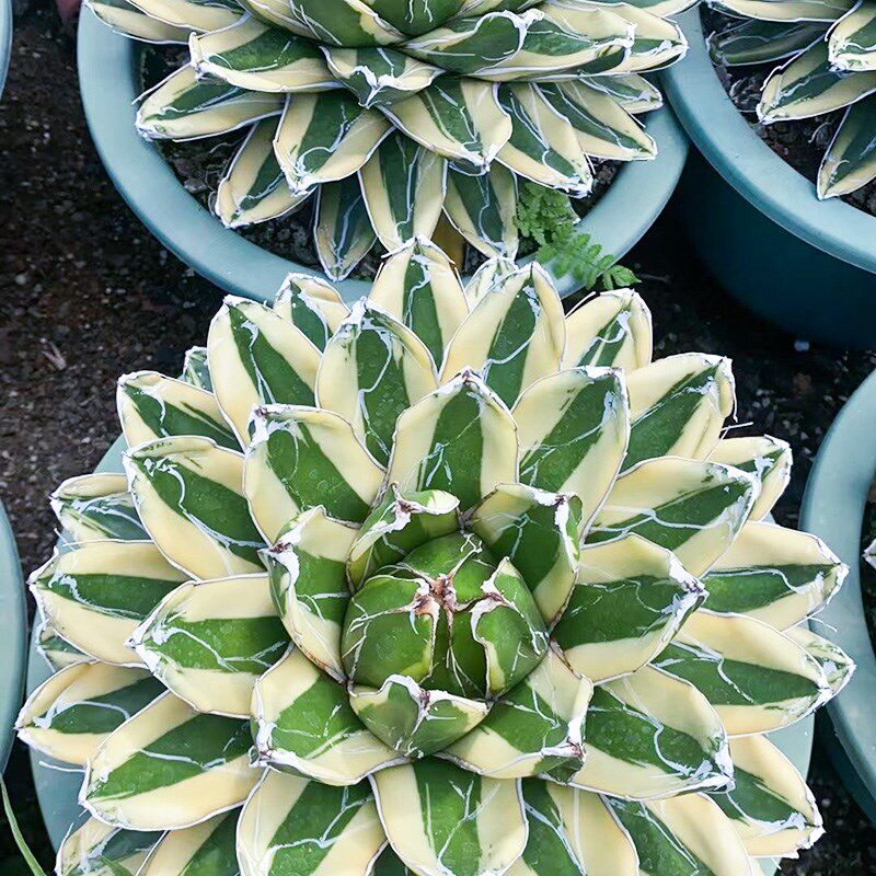 辉山龙舌兰 笹之雪锦多肉庭院绿植仙人掌室内盆栽花卉沙生植物