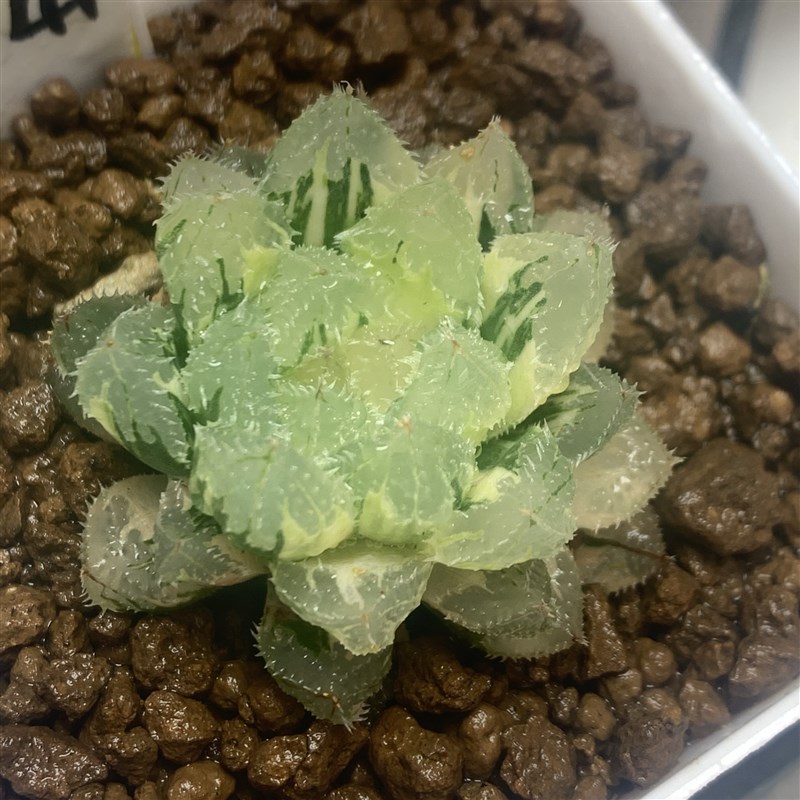 新品玄冰锦多肉植物玉露万象玉扇锦瓦苇十二卷一物一拍Haworthia