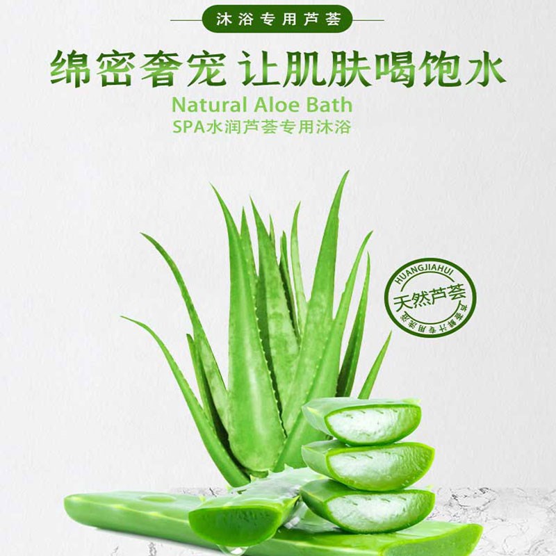 美国库拉索芦荟盆栽植物洗浴美容院灌肤专用补水大叶片王蒙推荐