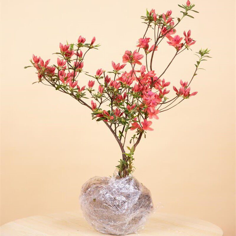 杜鹃花映山红微盆栽好养花卉客厅开花观花植物室内花盆景映山红图片