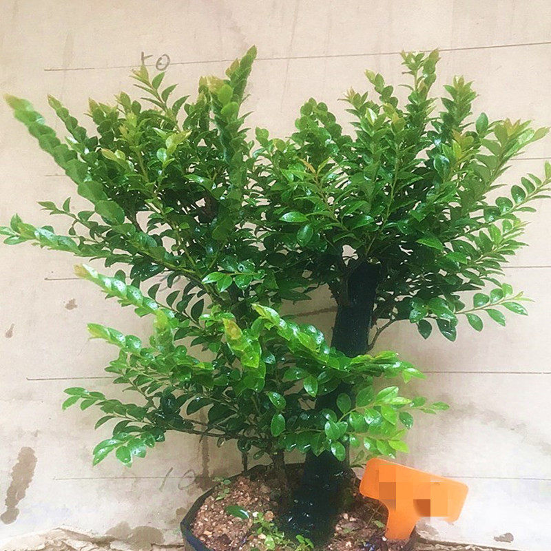 名贵小叶紫檀盆景树桩四季常青办公桌面绿植室内客厅易养花卉盆栽