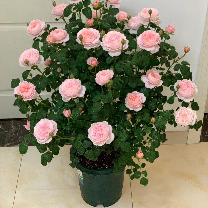灌木月季浓香型果汁阳台母本大苗玫瑰四季开花盆栽带花苞庭院耐寒